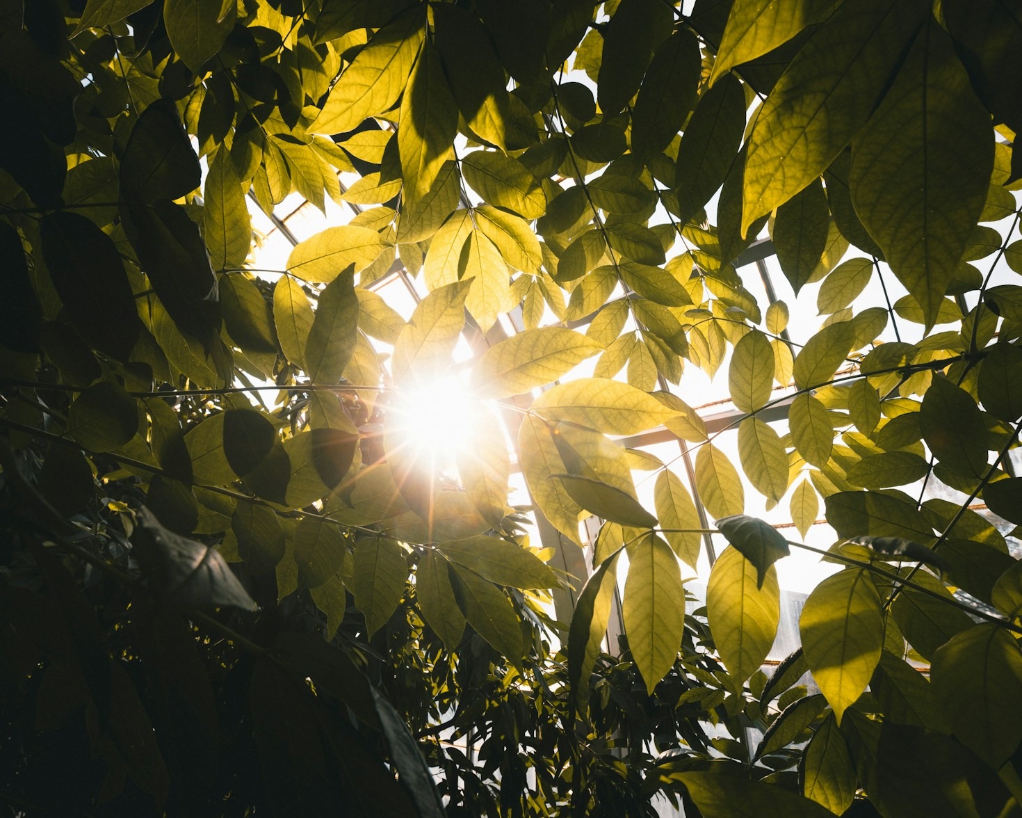 Os benefícios dos óleos naturais na pele